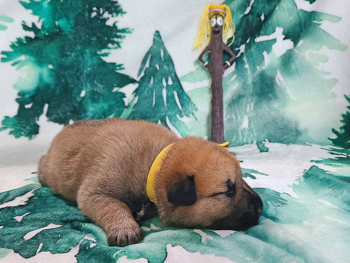 chinook puppy